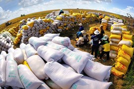5 nhóm giải pháp phát triển thị trường xuất khẩu gạo của Việt Nam đến năm 2030