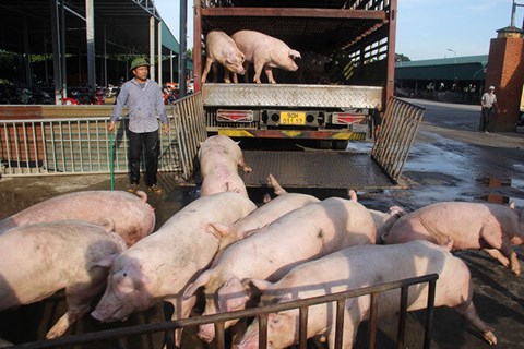 Giá lợn hơi ngày 29/5: Đi ngang trên diện rộng, ghi nhận mức giá cao 61.000 đồng/kg