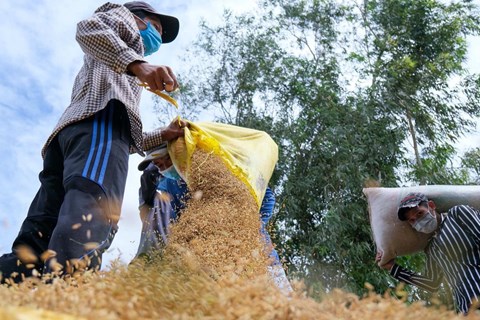 Nguồn cung giảm, giá gạo xuất khẩu tiếp tục neo cao vào cuối tháng 5