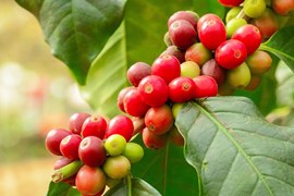 Xuất khẩu cà phê Việt Nam sang Hoa Kỳ tăng mạnh