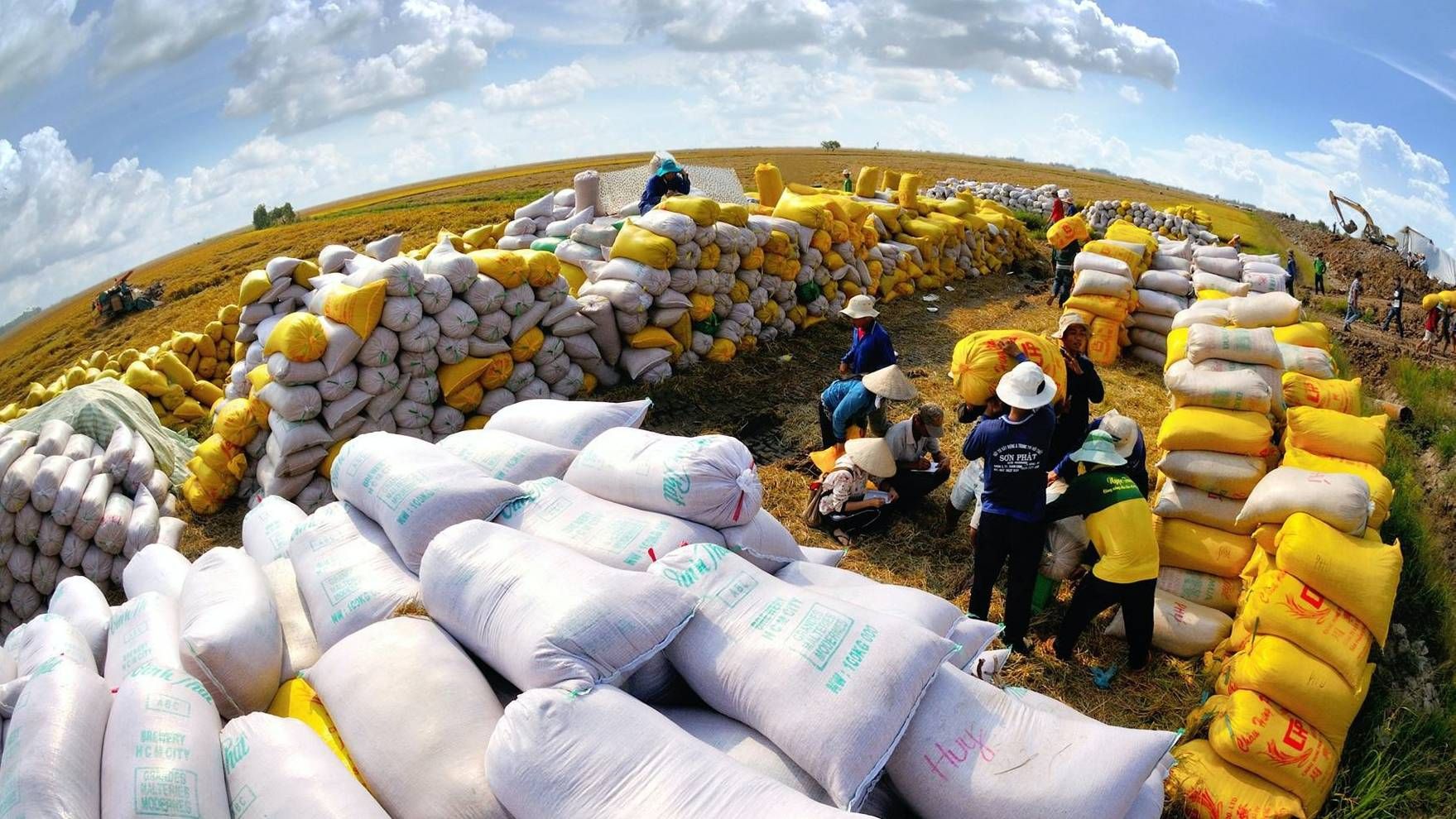 Giá gạo xuất khẩu Việt Nam giảm nhẹ