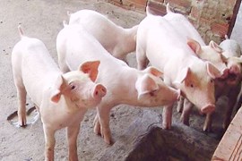 Giá lợn hơi ngày 1/6: Đồng loạt giảm tại 3 miền từ 1.000 - 2.000 đồng/kg