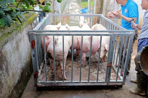 Giá lợn hơi tăng: Đã đến hồi thái lai?