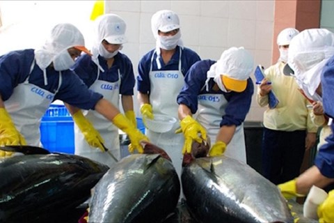 Xuất khẩu cá ngừ sang Mexico tăng cực mạnh