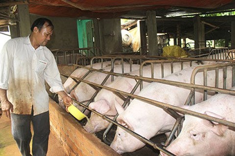 Giá lợn hơi ngày 13/6: Thái Bình ghi nhận mức giá cao nhất cả nước