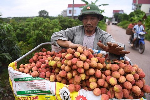 Lần đầu vận chuyển vải thiều qua Trung Quốc bằng đường sắt