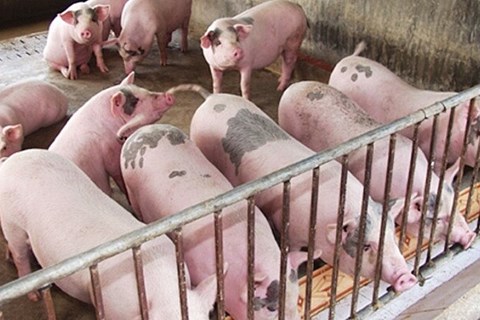 Giá lợn hơi ngày 15/6: Tăng đều khắp cả nước