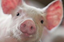 Giá lợn hơi ngày 16/6: Chạm mốc 63.000 đồng/kg