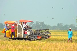 Giá gạo xuất khẩu Việt Nam tiếp tục neo quanh ngưỡng cao kỷ lục, hiện tượng El Nino chính thức xuất hiện