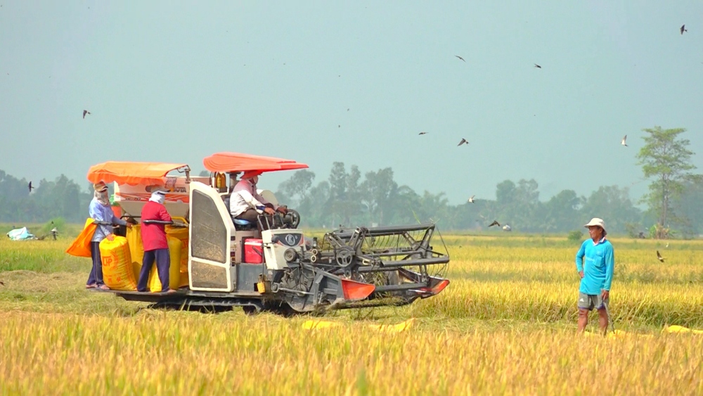 Giá gạo xuất khẩu cao kỷ lục