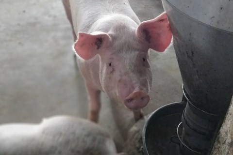 Giá thịt lợn vẫn tự điều tiết theo thị trường
