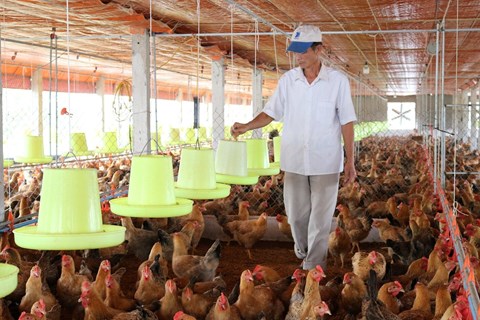 Đô thị hoá nhanh khiến quy hoạch chăn nuôi Hà Nội chưa đồng bộ