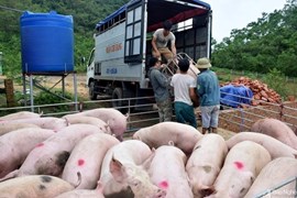 Giá lợn hơi ngày 24/6: Đứng im trong vùng 60.000 đồng/kg