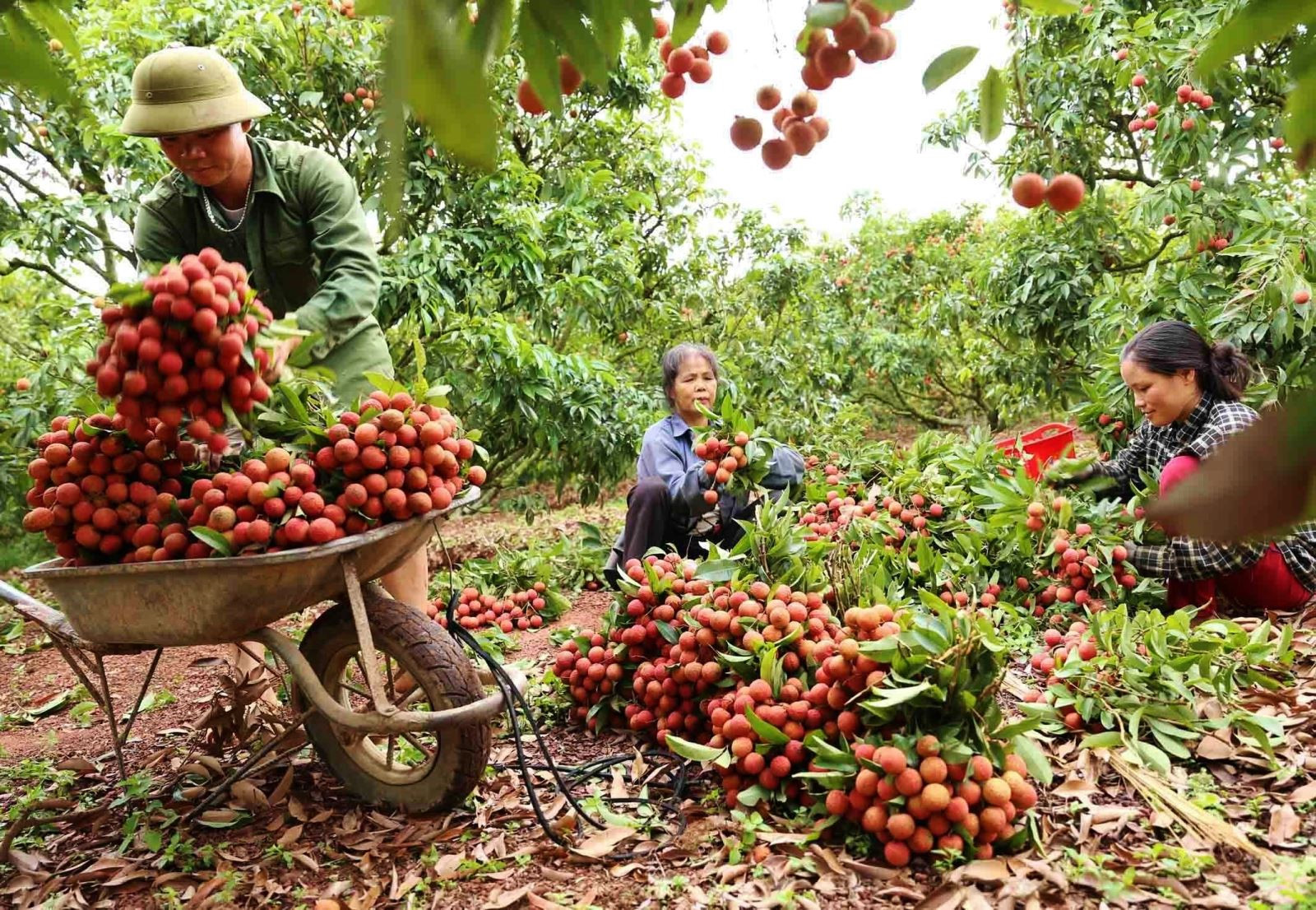 Vải thiều tươi Việt Nam đã có mặt tại thị trường Hoa Kỳ