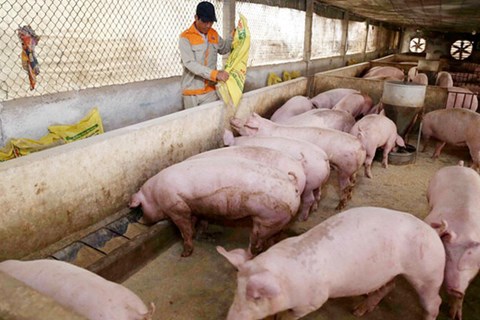 Giá lợn hơi ngày 29/6: Đồng loạt tăng trên cả nước, Cần Thơ tăng mạnh 3.000 đồng/kg