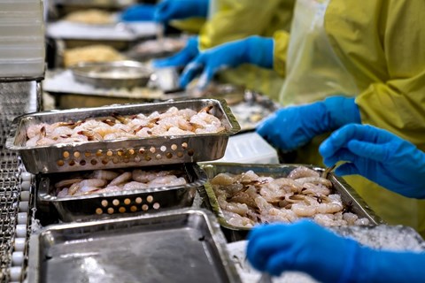 Thực phẩm Sao Ta: Doanh thu tháng 5 giảm 44%, dự báo giá tôm Việt Nam còn tiếp tục giảm trước sức ép từ tôm Ecuador