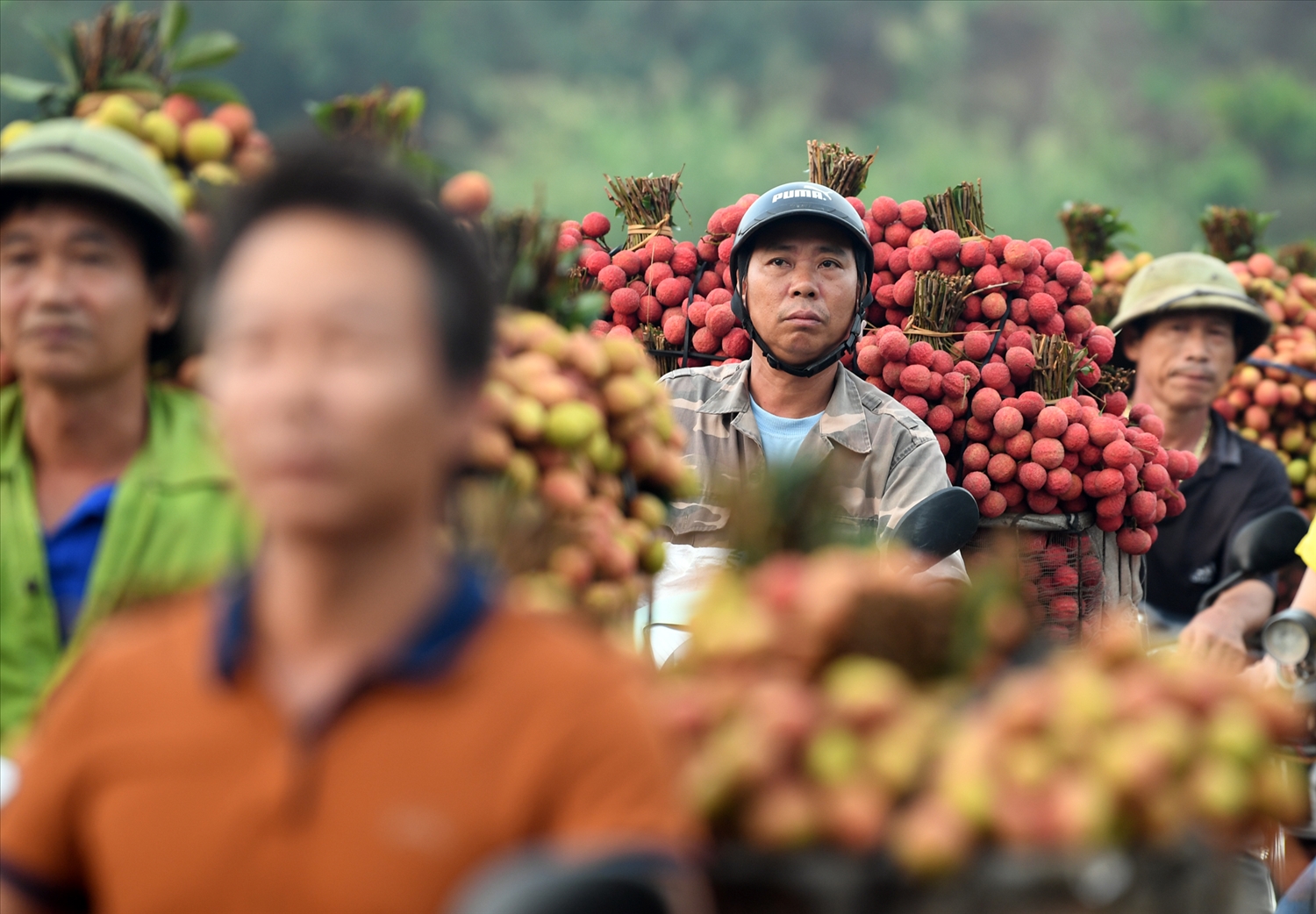 Thủ phủ vải Thiều Lục Ngạn tấp nập dù mới đầu vụ thu hoạch 3