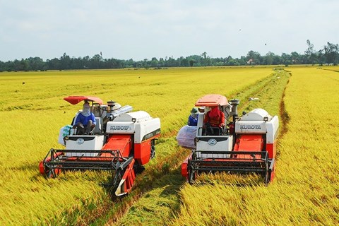 Kỳ vọng cổ phiếu ngành gạo bứt phá nhờ tin vui từ giá xuất khẩu