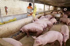 Giá lợn hơi ngày 11/7: Biến động trái chiều tại miền Nam, thấp nhất 58.000 đồng/kg