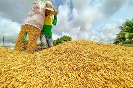 Gạo, cà phê và ngành bán dẫn Việt Nam đứng trước "cơn bão" El Nino