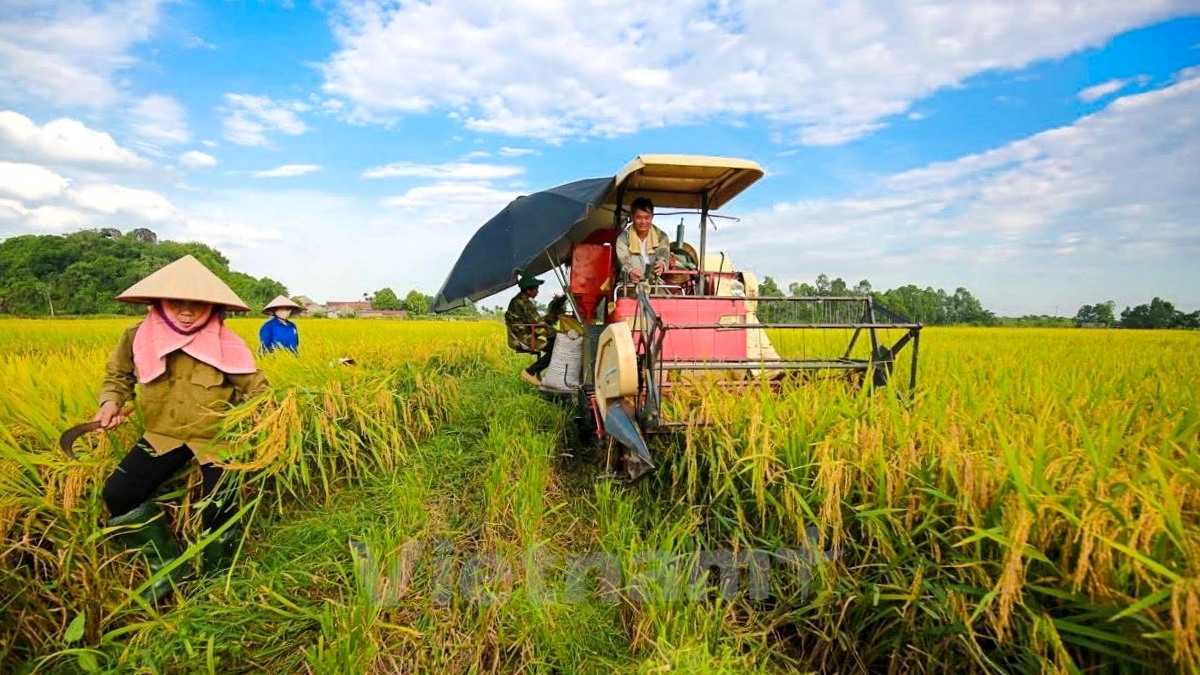 Giá gạo xuất khẩu tăng cao kỷ lục