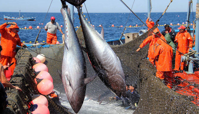 Xuất khẩu cá ngừ
