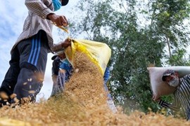 Lệnh cấm xuất khẩu gạo của Ấn Độ có thể khiến giá gạo cao nhất thập kỷ