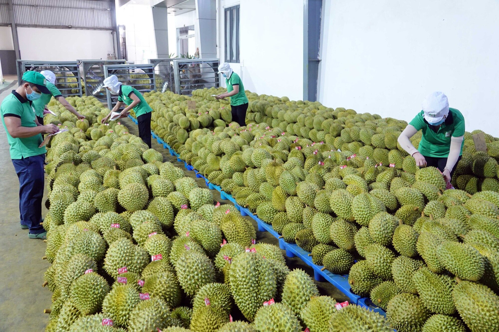kiểm dịch thực vật