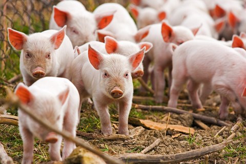 Giá lợn hơi ngày 4/7: Bắt đầu chu kỳ tăng trong tuần