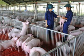 Giá lợn hơi ngày 8/7: Hưng Yên và Hà Tĩnh tăng 1.000 đồng/kg