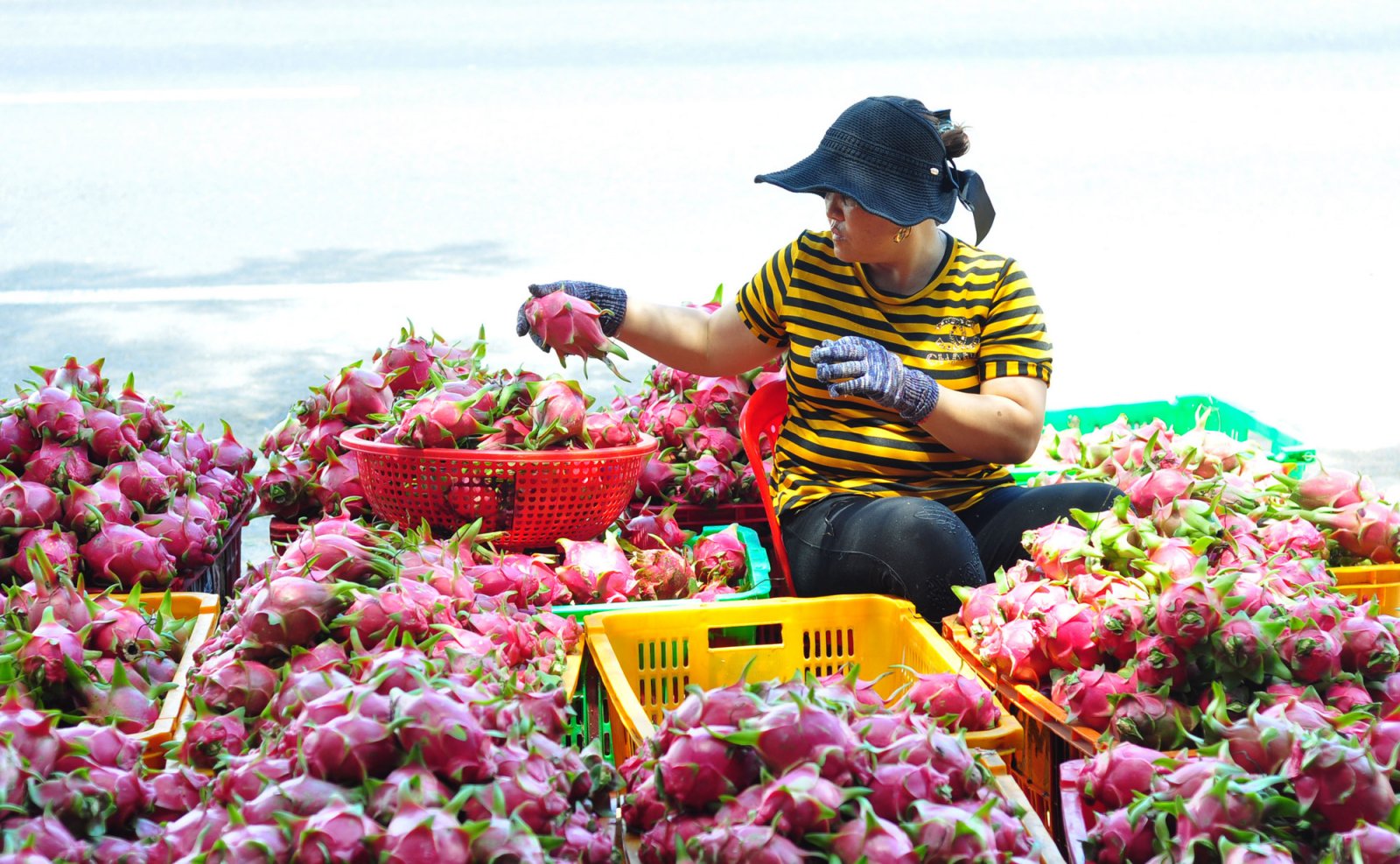 Thị trường Trung Quốc là thị trường mục tiêu trọng điểm