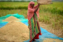Ấn Độ có thể sớm bỏ lệnh cấm xuất khẩu gạo