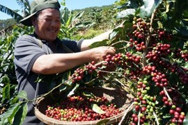 Sản xuất cà phê sẵn sàng đáp ứng yêu cầu mới của EU