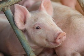 Giá lợn hơi ngày 11/8: Chưa thể vượt ngưỡng 65.000 đồng