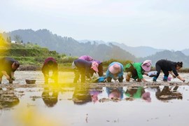 Trung Quốc đối mặt với nguy cơ lũ lụt, giá gạo có thể tiếp tục phá đỉnh