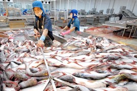 Kỳ vọng xuất khẩu cá tra sẽ phục hồi từ quý 3
