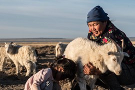 Len cashmere: Hướng đi mới nào cho ngành xuất khẩu hàng đầu của Mông Cổ