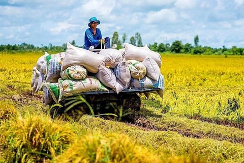 Giá gạo xuất khẩu Việt Nam vượt Thái Lan lên mức cao nhất thế giới