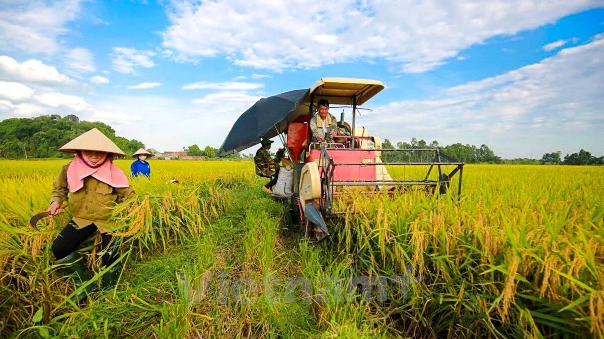 Nhiều bài toán đang đặt ra cho điều hành sản xuất và xuất khẩu gạo ở thời điểm hiện tại