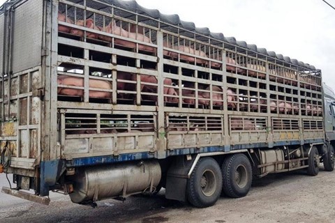 Lực lượng QLTT tăng cường ngăn chặn vận chuyển trái phép lợn vào Việt Nam.