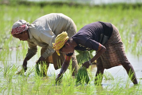Dự trữ gạo đang cao gấp 3 lần mục tiêu, Ấn Độ có thể xuất khẩu gạo trở lại?