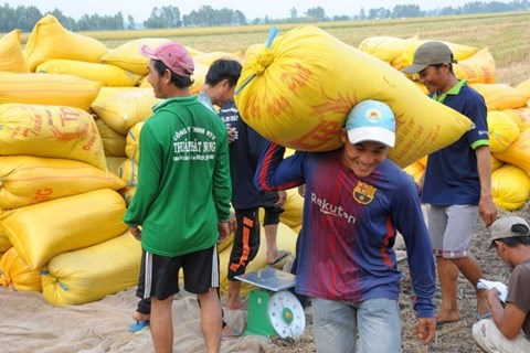 Việt Nam "nóng" chuyện xuất khẩu gạo, các thị trường nhập khẩu gạo thì sao?