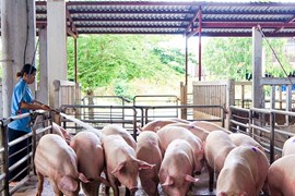 Giá lợn hơi ngày 7/8: Bắc Giang và Hưng Yên cao nhất cả nước