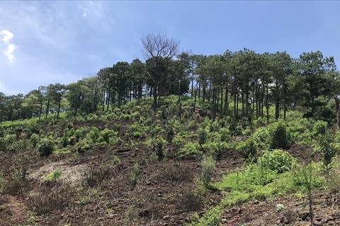 Lâm Đồng yêu cầu Công ty Cao su Bảo Lâm giải trình 85,36 ha rừng bị mất