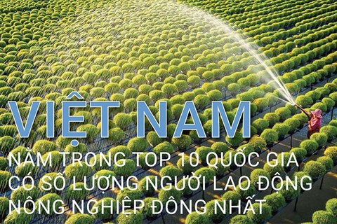 Việt Nam nằm trong top 10 quốc gia có số lượng người lao động nông nghiệp đông nhất thế giới