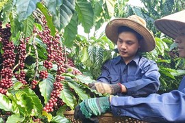 Vượt Colombia, Việt Nam trở thành nguồn cung cà phê lớn thứ 2 cho New Zealand