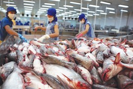 Hoa Kỳ kết luận sơ bộ POR19: Giảm thuế chống bán phá giá với cá tra Việt Nam
