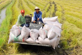 Nắn dòng tín dụng vào lúa gạo và thuỷ sản ở Đồng bằng sông Cửu Long