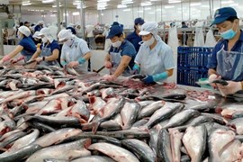 Xuất khẩu cá tra Việt Nam dự báo đạt kim ngạch 1,77 tỷ USD trong năm 2023