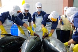Xuất khẩu cá ngừ đóng hộp sang Hàn Quốc tăng gần 500%